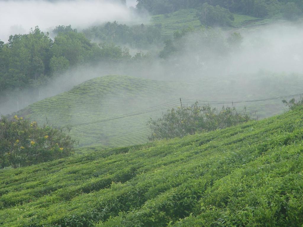 ראנאו Sabah Tea Garden-Longhouses מראה חיצוני תמונה