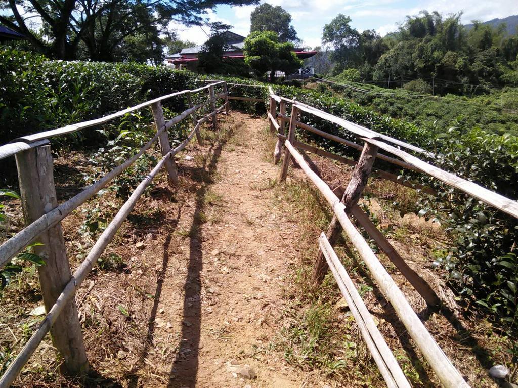 ראנאו Sabah Tea Garden-Longhouses מראה חיצוני תמונה